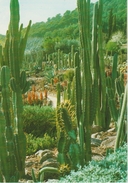 (BLA24) BLANES. JARDIN BOTANICO. CACTUS ... UNUSED - Cactussen