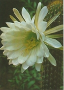 (FLO199) CACTO CEREUS SPACHIANUS EN FLOR ... UNUSED - Cactus