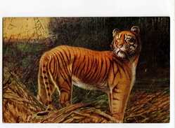 C 19259   -  Tigre  -  Illustrateur George Rankin - Tigers