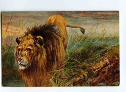 C 19260   -  Lion  -  Illustrateur George Rankin - Tigres