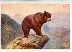 C 19261   -  Bear - Ours  -  Illustrateur George Rankin - Tiger