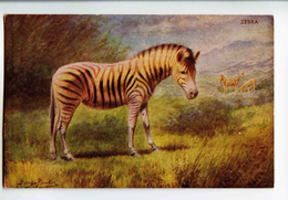 C 19262   -  Zebra  -  Illustrateur George Rankin - Tigers
