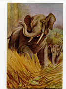 C 19263   -  Elephant  -  Illustrateur George Rankin - Tigres