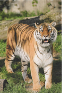 TIGER – China Postcard To Portugal - Tiger