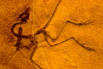(NZ10-014 )   Archaeopteryx   Fossils  , Postal Stationery-Postsache F - Fossielen