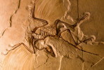 (NZ10-036  )   Archaeopteryx   Fossils  , Postal Stationery-Postsache F - Fossielen