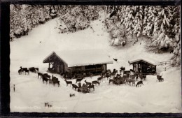 Ruhpolding - S/w Wildfütterung - Ruhpolding