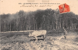 ¤¤  -  1175   -  LE GAVRE  -  Sur La Lisière De La Forêt Du Gavre  -  Attelage De Boeufs - Agriculture , Agriculteur - Le Gavre