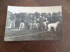 Carte Photo Milan Milano Italia Italie Concours De Lévriers Chiens 1924 TBE - Milano