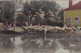 Moutons à La Mare. Joli Cliché - Allevamenti