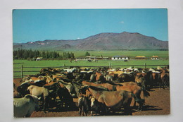 Mongolia. Horse Field In The Mountains. 1970s -    - Old Postcard - Mongolie