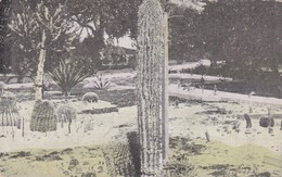 Cactus , LAKE WORTH , Florida ; PU-1917 - Cactus
