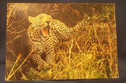 LEOPARDO - Fauna Africana - Costa D'Avorio - Cote D'Ivoire Animals Leopard  Vg - Tiger