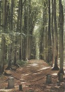 76 - VALMONT - " La Grande Allée" Forêt De Hêtres - Valmont