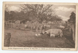 91 - Essonne - Briis Sous Forges Ferme D'apprentissage Agricole De Bel Air Les Truies Cochons - Briis-sous-Forges