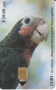 TARJETA DE CUBA DE UNA COTORRA (LORO PARROT) - Parrots