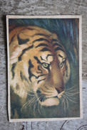 Zoo Serie. Siberian Tiger By Vatagin- OLD PC  1930s - Very Rare - Tigres