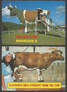 NAMBOUR  Australia  Queensland Sunshine Coast THE GRAT COW Flavoured Milk Straight From The Guernsey Cow 2 Cars - Sunshine Coast