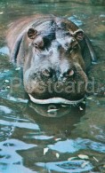 Hippopotamus - Hippopotamus Amphibius - Zoo - 1976 - Russia USSR - Unused - Flusspferde