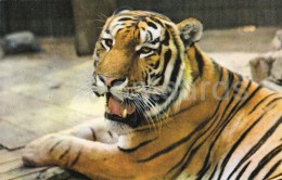Siberian Tiger - Panthera Tigris Altaica - Zoo - 1976 - Russia USSR - Unused - Tiger