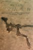 [Y59-064  ]    Dinosaur     Fossil   , Postal Stationery -- Articles Postaux -- Postsache F - Fósiles