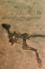 [Y59-064  ]    Dinosaur     Fossil   , Postal Stationery -- Articles Postaux -- Postsache F - Fossilien