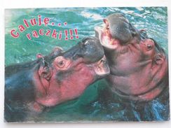 Hippo /   Polish Postcard - Flusspferde