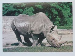 Rhinoceros / Poland Postcard - Rhinocéros