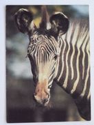 Zebras / ZOO Park Poznan /  Poland Postcard - Zebras