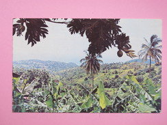 ANTILLES - Fertile Valley In SAINT VINCENT - San Vicente Y Las Granadinas