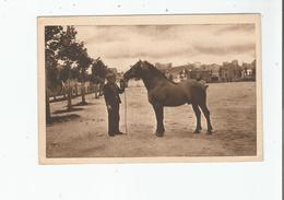 LANDIVISIAU (FINISTERE) 8 MODELE DE CHEVAL DE TRAIT BRETON RECHERCHE PAR LES ELEVEURS DE FRANCE ET ETRANGERS - Landivisiau