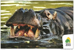 HIPPOPOTAMUS * HIPPO * ANIMAL * ZOO & BOTANICAL GARDEN * Budapest Zoo 15 20 * Hungary - Ippopotami