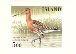 Iceland 1988 Bird, Black-tailed Godwit   Maximum Card - Only Card - Cartes-maximum