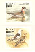 Iceland 1989 Bird, Red-necked Phalarope, Snow Bunting   Maximum Card - Only Card - Cartoline Maximum