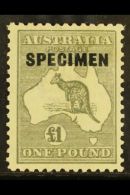 1923-24 £1 Grey Roo, Third Wmk (narrow Crown), Overprinted "SPECIMEN", SG 75s, Very Fine Mint. For More... - Sonstige & Ohne Zuordnung