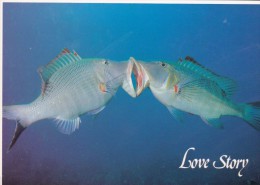 10 CARTES  POSTALES  GLACEES NOUVELLE CALEDONIE POISSONS  NON  ECRITE EDITIONS SOLARIS - Nueva Caledonia