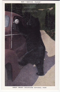 USA, Great Smoky Mountains National Park TN, "Service Please", Black Bear On Car Window, C1940s Unused Vintage Postcard - Smokey Mountains