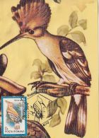 BIRDS, HOOPOE, CM, MAXICARD, CARTES MAXIMUM, 1992, ROMANIA - Piciformes (pájaros Carpinteros)