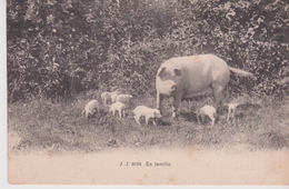 COCHONS . Truie Et Ses Porcelets " EN FAMILLE " - Cerdos
