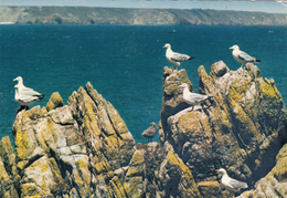 G , Cp , ANIMAUX , LA BRETAGNE , Goëlands Sur Les Rochers - Birds