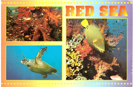 RED SEA - Sharm El Sheikh