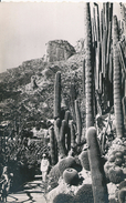 Delcampe - Jardin Exotique De Monaco  Cereus,  Pilocéreus  Et Echinocactus Divers Carabinier De S.A.S. Le Prince Souverain - Exotischer Garten