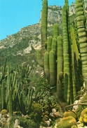 Delcampe - - MONACO. - Le Jardin Exotique - Scan Verso - - Exotischer Garten