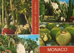 Delcampe - - MONACO. -  Jardin Exotique - - Exotischer Garten