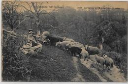 CPA Auvergne Métier Type Circulé Moutons - Auvergne