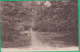 91 - Forêt De Sénart - Champrosay - Sous Bois - Editeur: Breger - Sénart