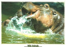 HIPPOPOTAMUS * HIPPO * ANIMAL * Lizzy Card C05 * Hungary - Hipopótamos