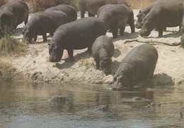 HIPPOPOTAMUS * BABY HIPPO * ANIMAL * KAK 0014 821 * Hungary - Hippopotamuses