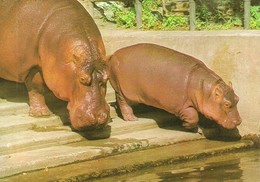 HIPPOPOTAMUS * BABY HIPPO * ANIMAL * ZOO & BOTANICAL GARDEN * BUDAPEST * KAK 0028 751 * Hungary - Flusspferde