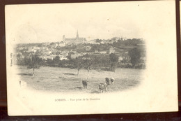 Cpa Lobbes   Vaches   1904 - Lobbes